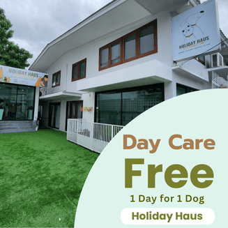 Free Day Care