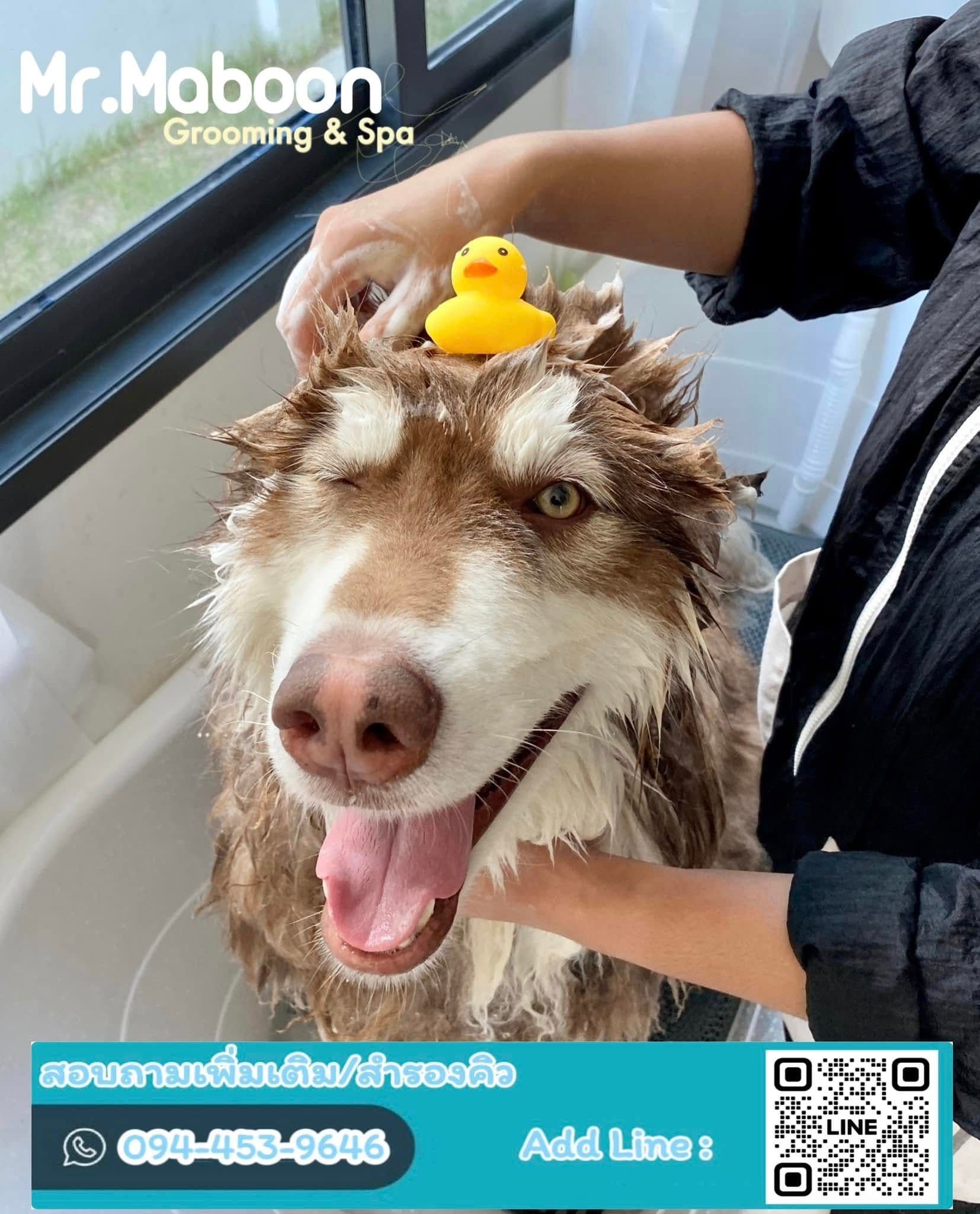 Mr.Maboon Grooming and Spa