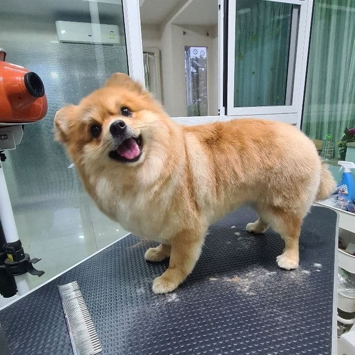 Sugar Dogs Grooming & Salon image 2