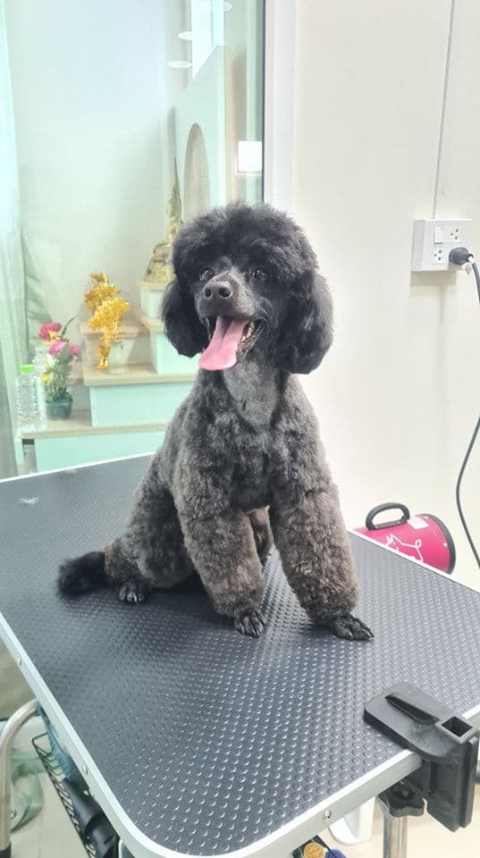 Sugar Dogs Grooming & Salon image 3