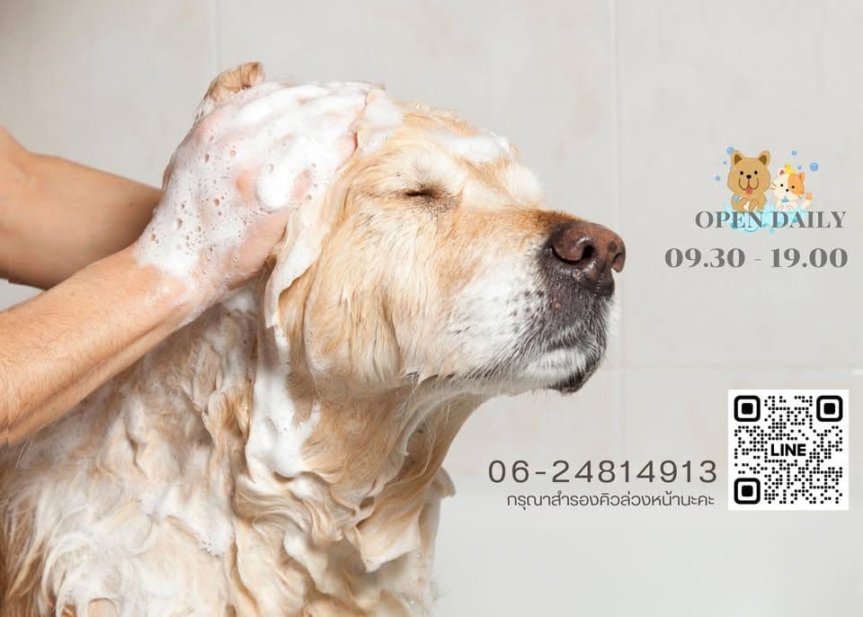 Baan Tao Puii pet grooming and spa gallery 5