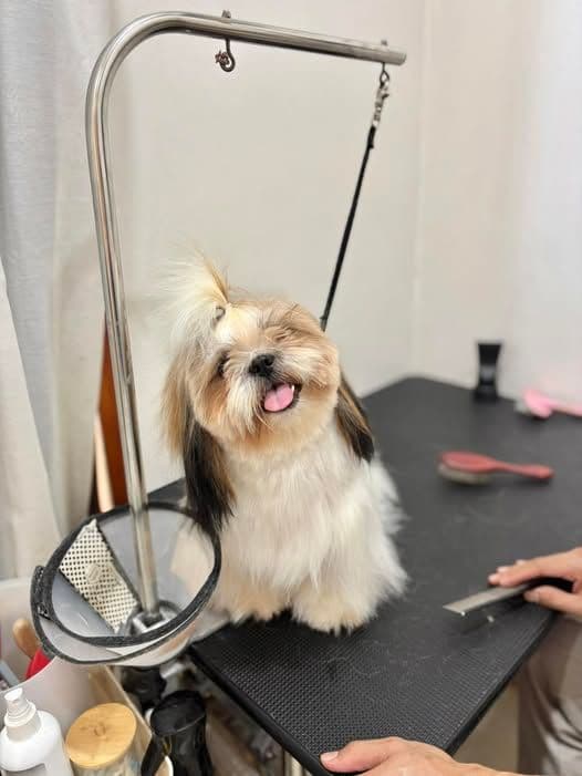 Baan Tao Puii pet grooming and spa gallery 4