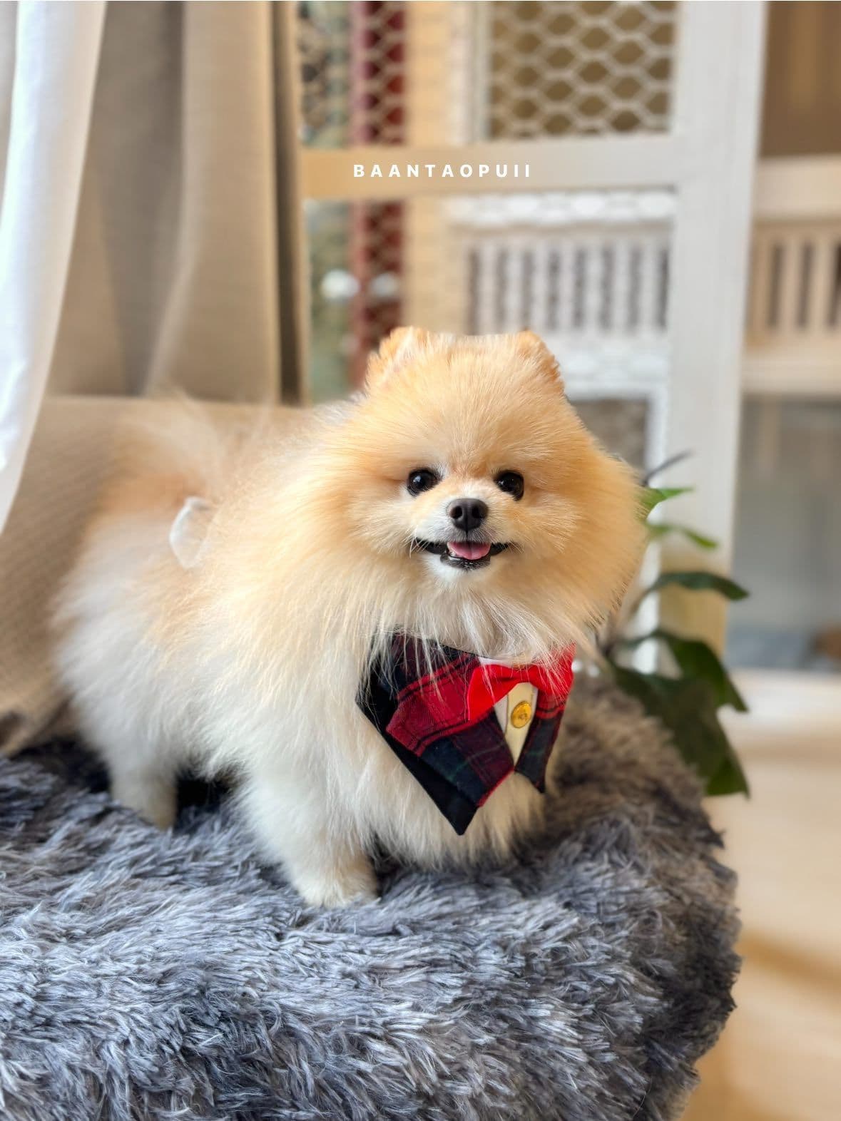 Baan Tao Puii pet grooming and spa image 3