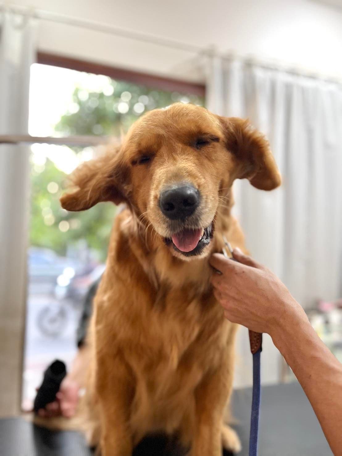Baan Tao Puii pet grooming and spa image 2