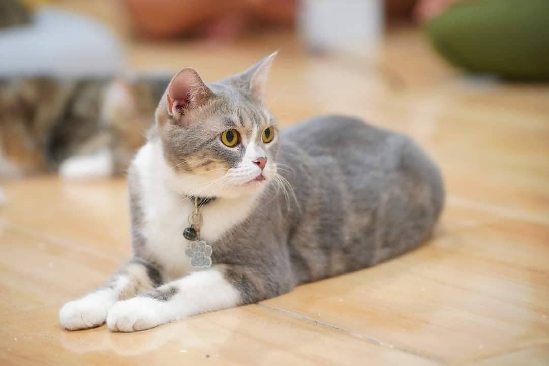 Huanom cat cafe and farm gallery 4
