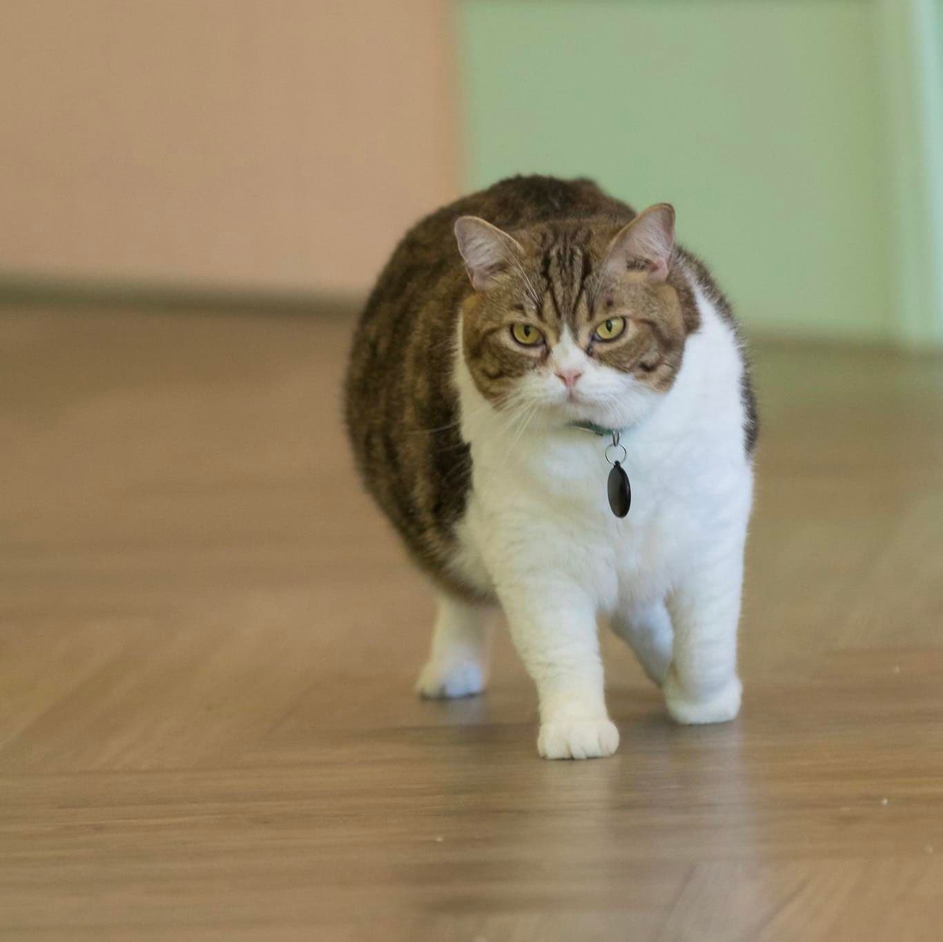 Cat cafe Mawmuek Khaoyai