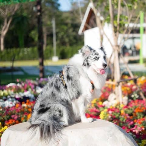 Khaoyai Dog Park at Studer Walking Street kao yai