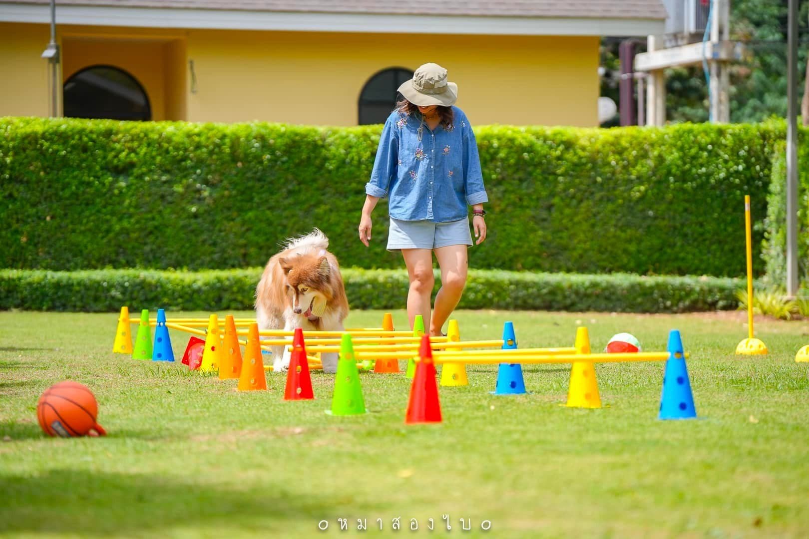 Khaoyai Dog Park at Studer Walking Street kao yai image 3