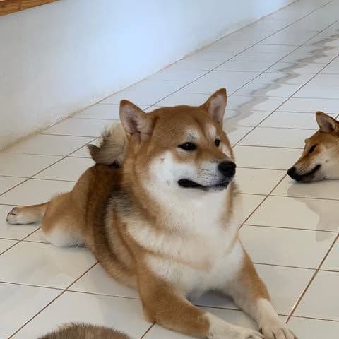 เขาใหญ่ชิบะคาเฟ่