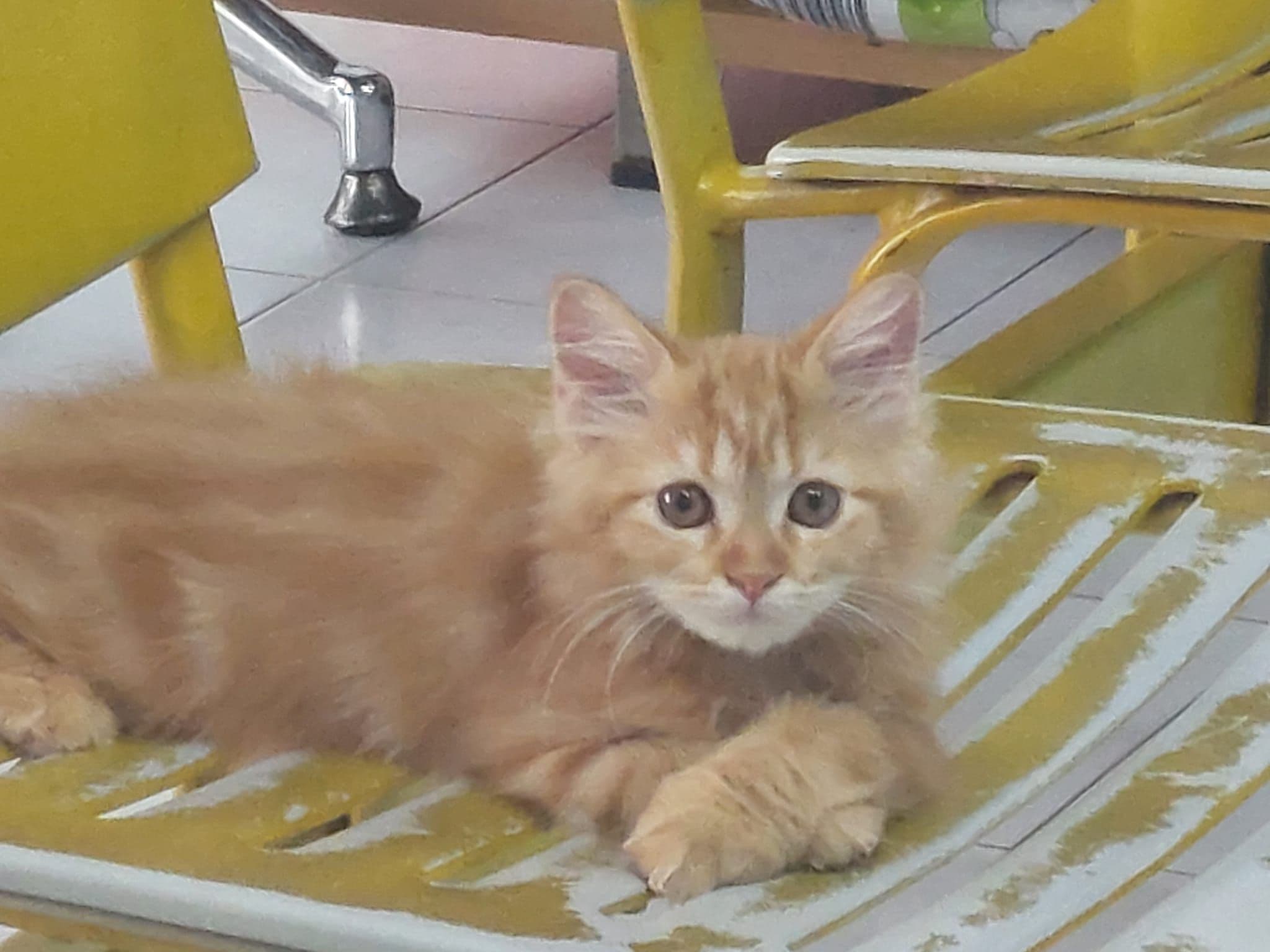 คลินิกเอ็มแอนด์เอ็ม รักษาสัตว์ image 2