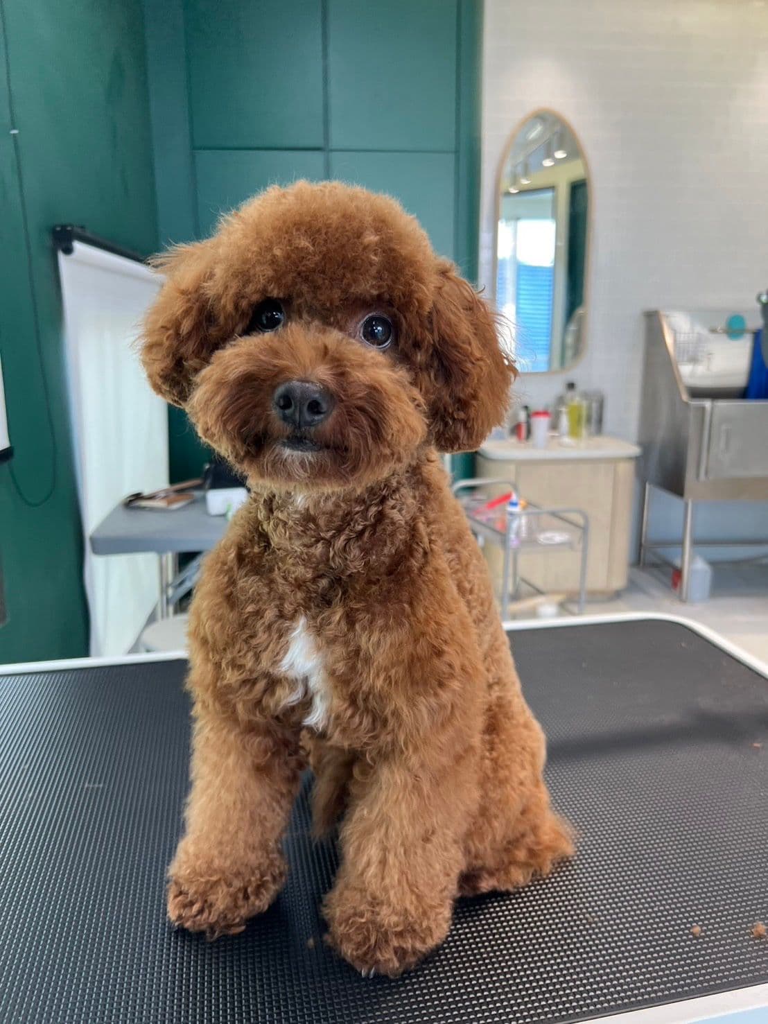 DoGGo PLAY gallery 6