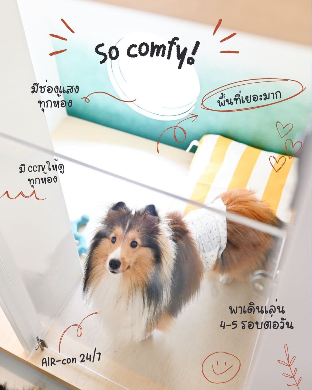 DoGGo PLAY gallery 7