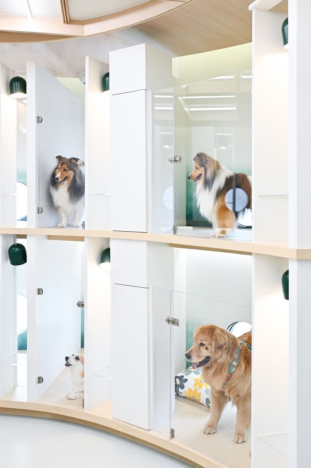 DoGGo PLAY gallery 9