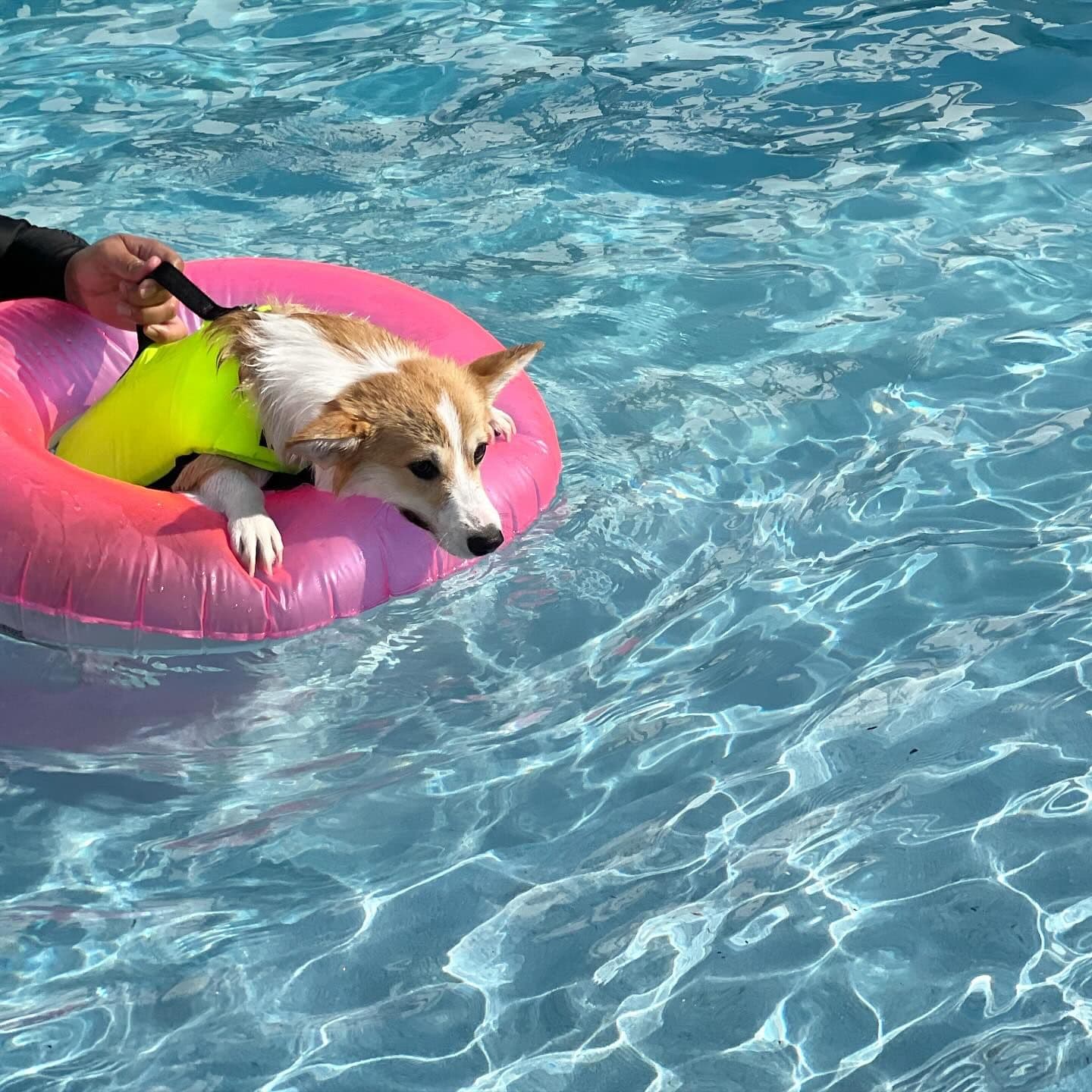 DoGGo PLAY image 2