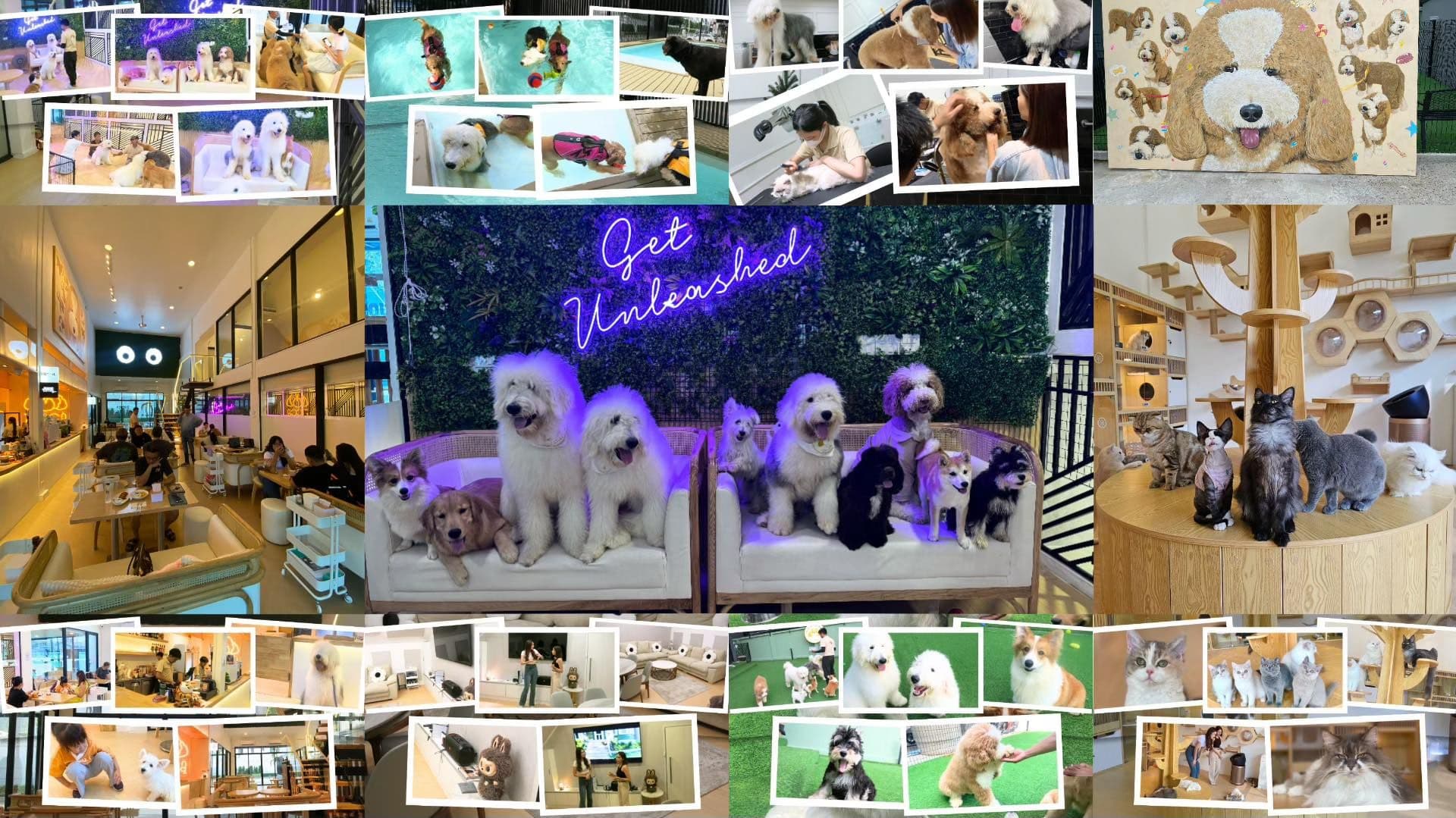 Zucca - The Pet Sanctuary & Cafe image 2
