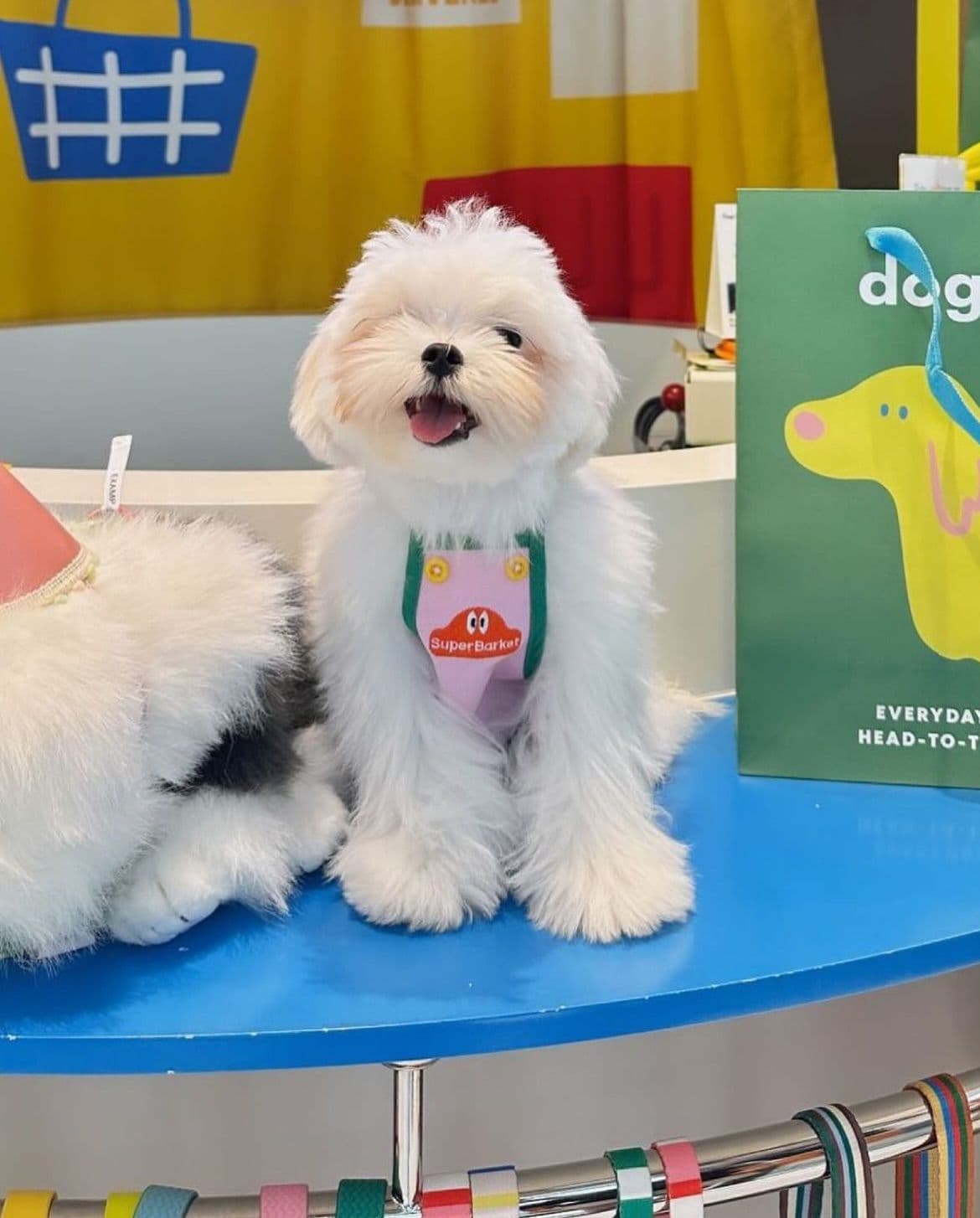 Superbarket Store by doggu pets gallery 13