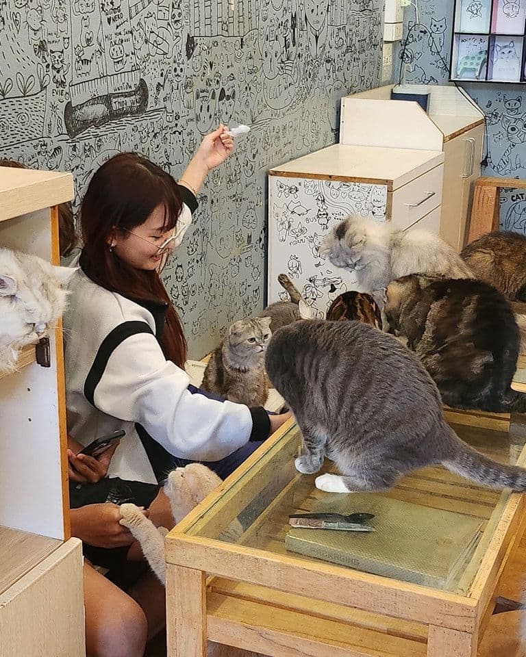 Cat Cafe Rangsit gallery 4