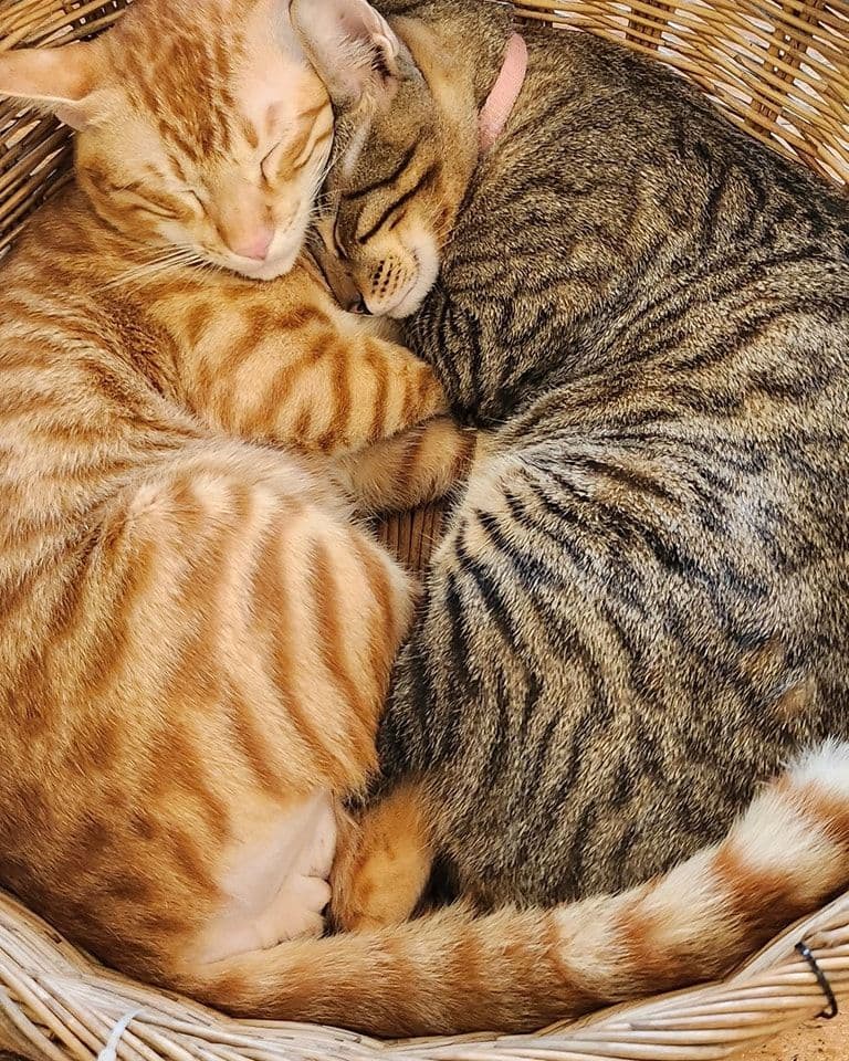 Cat Cafe Rangsit gallery 6