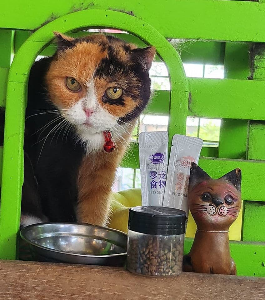 Cat Cafe Rangsit gallery 5