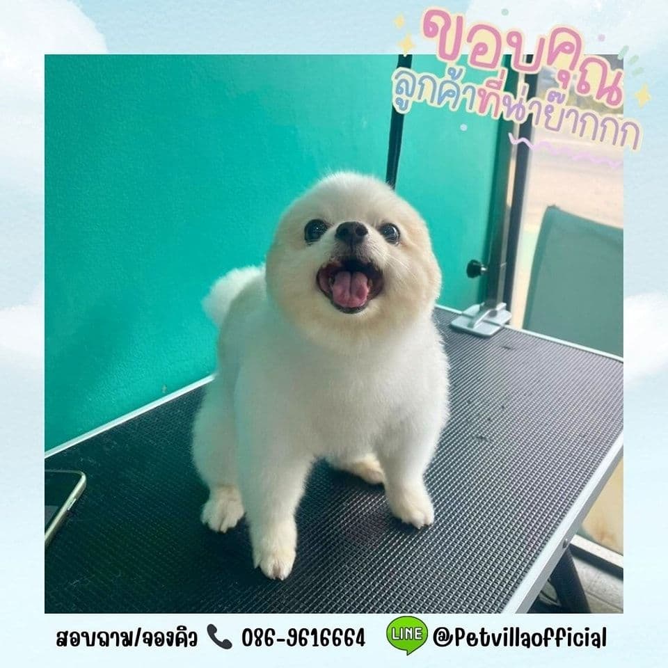 Pet villa image 2