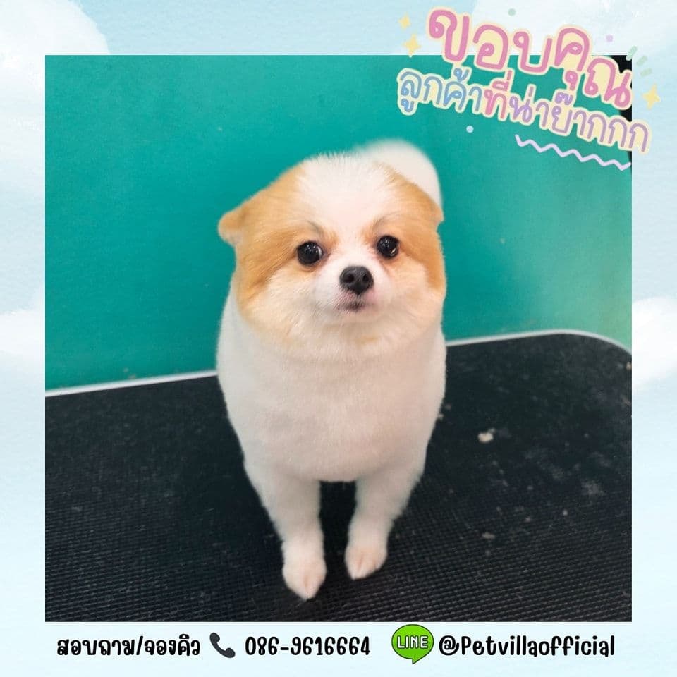 Pet villa image 3