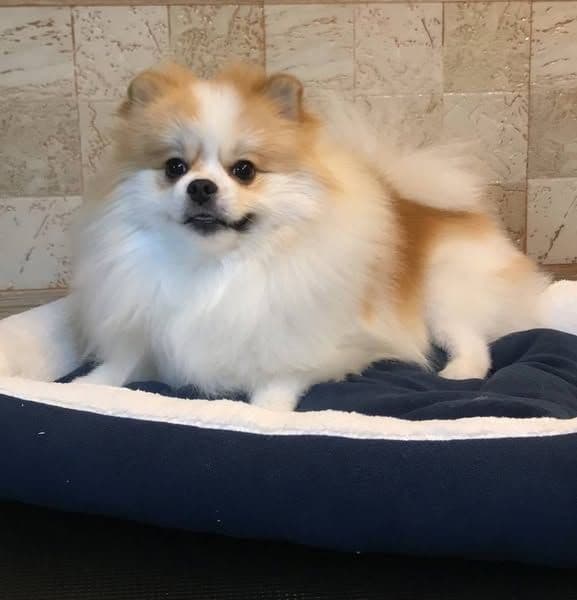 The Dog grooming & spa hotel