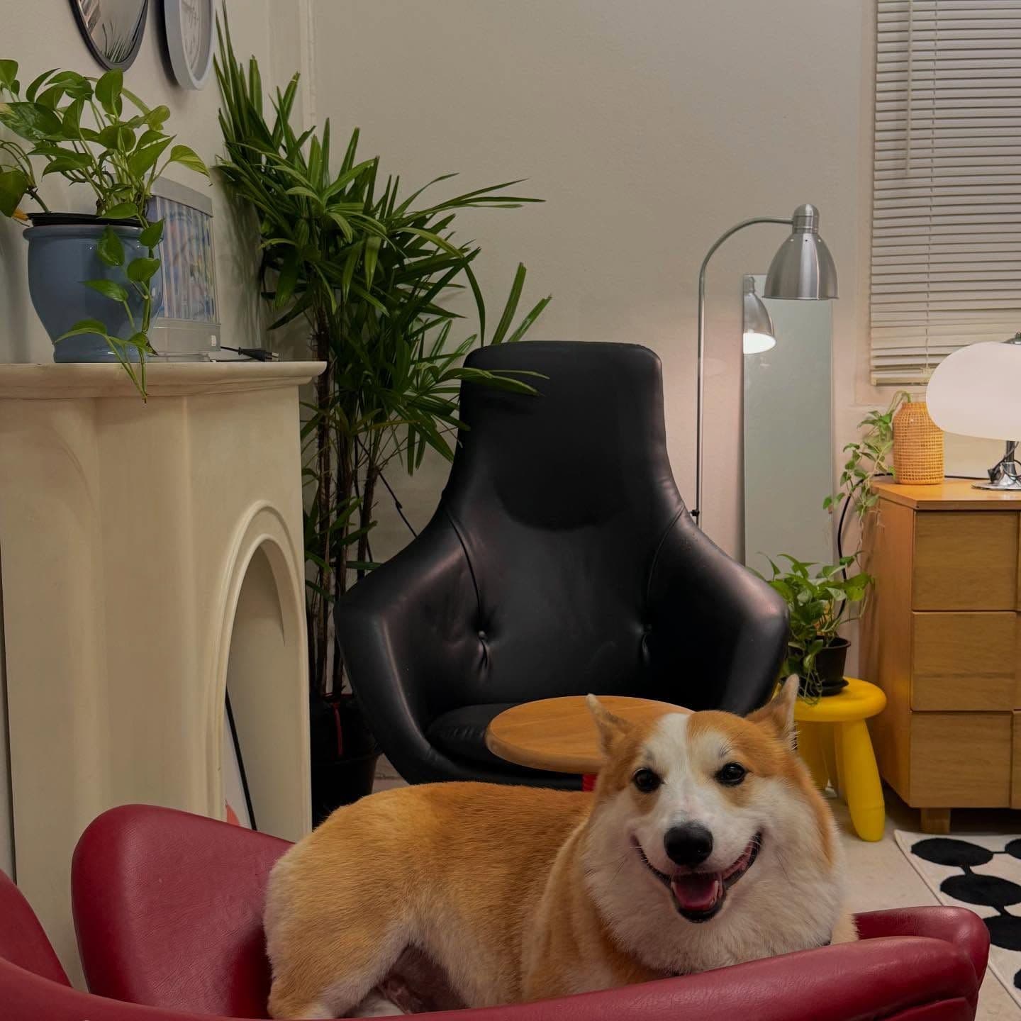 Neighbordog gallery 9