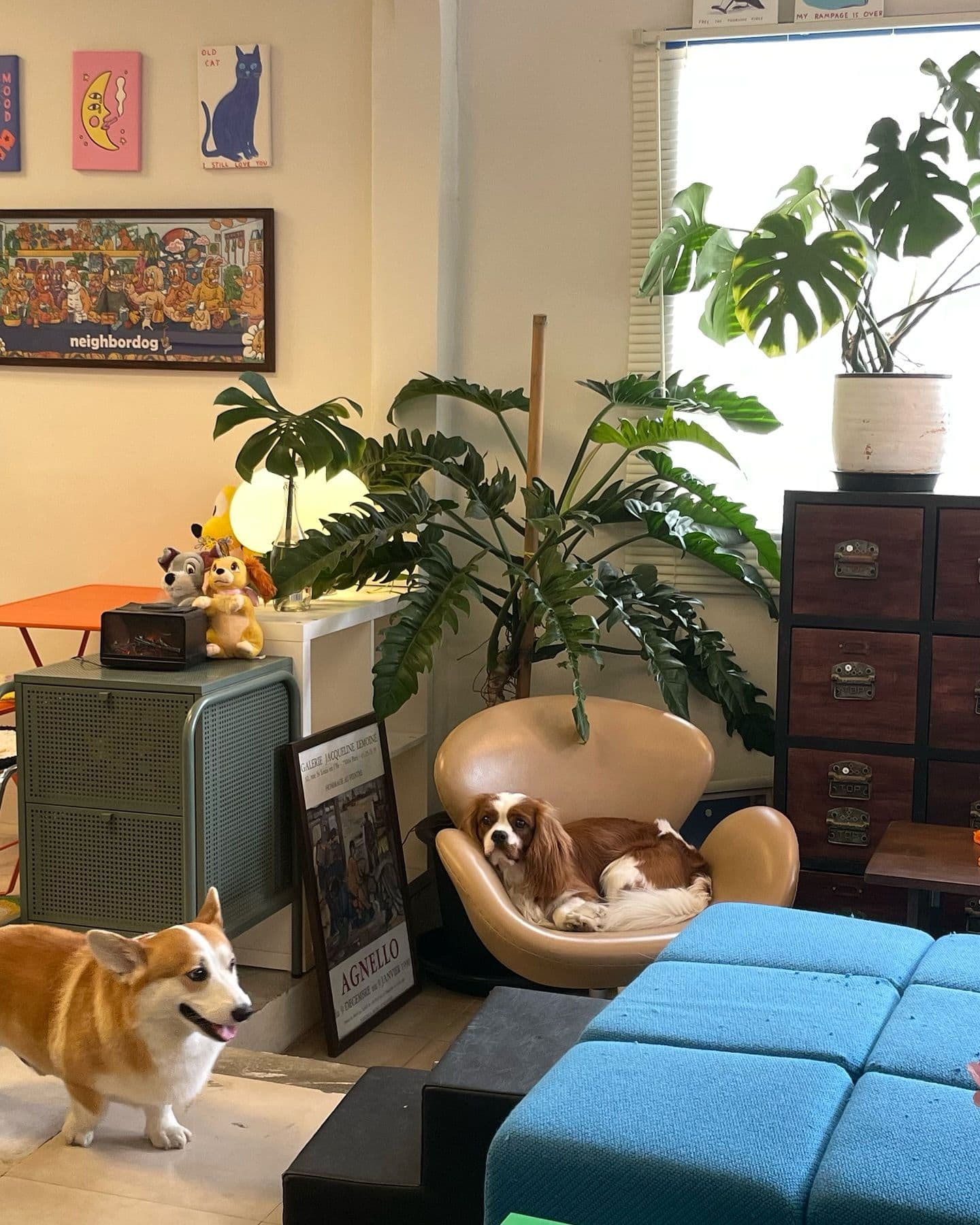 Neighbordog gallery 14