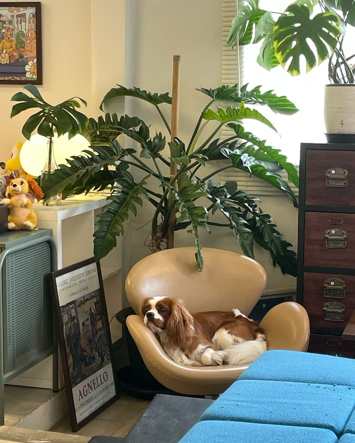 Neighbordog gallery 5