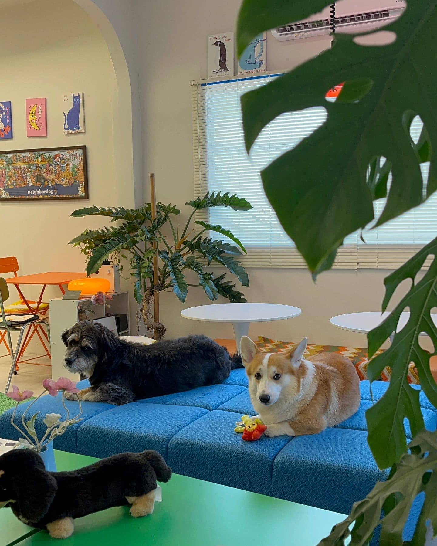 Neighbordog gallery 12