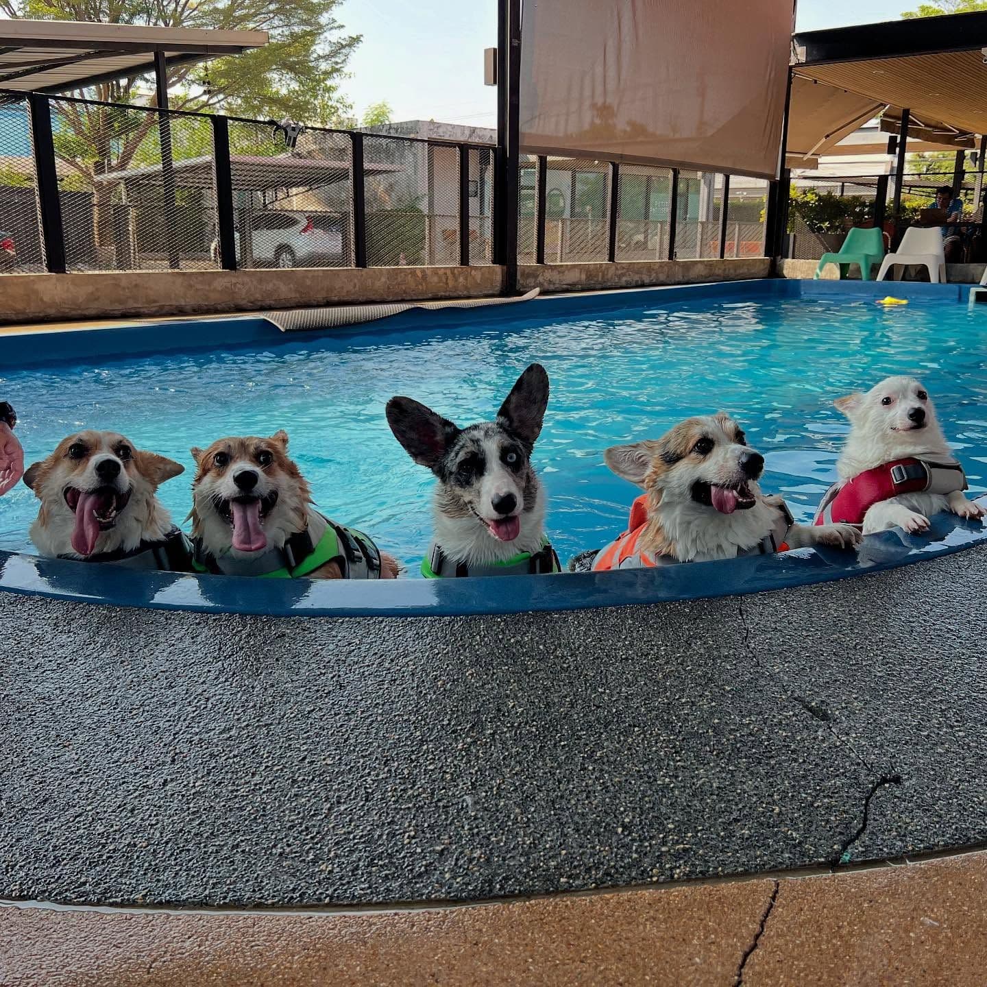 Dog Space Bkk image 3