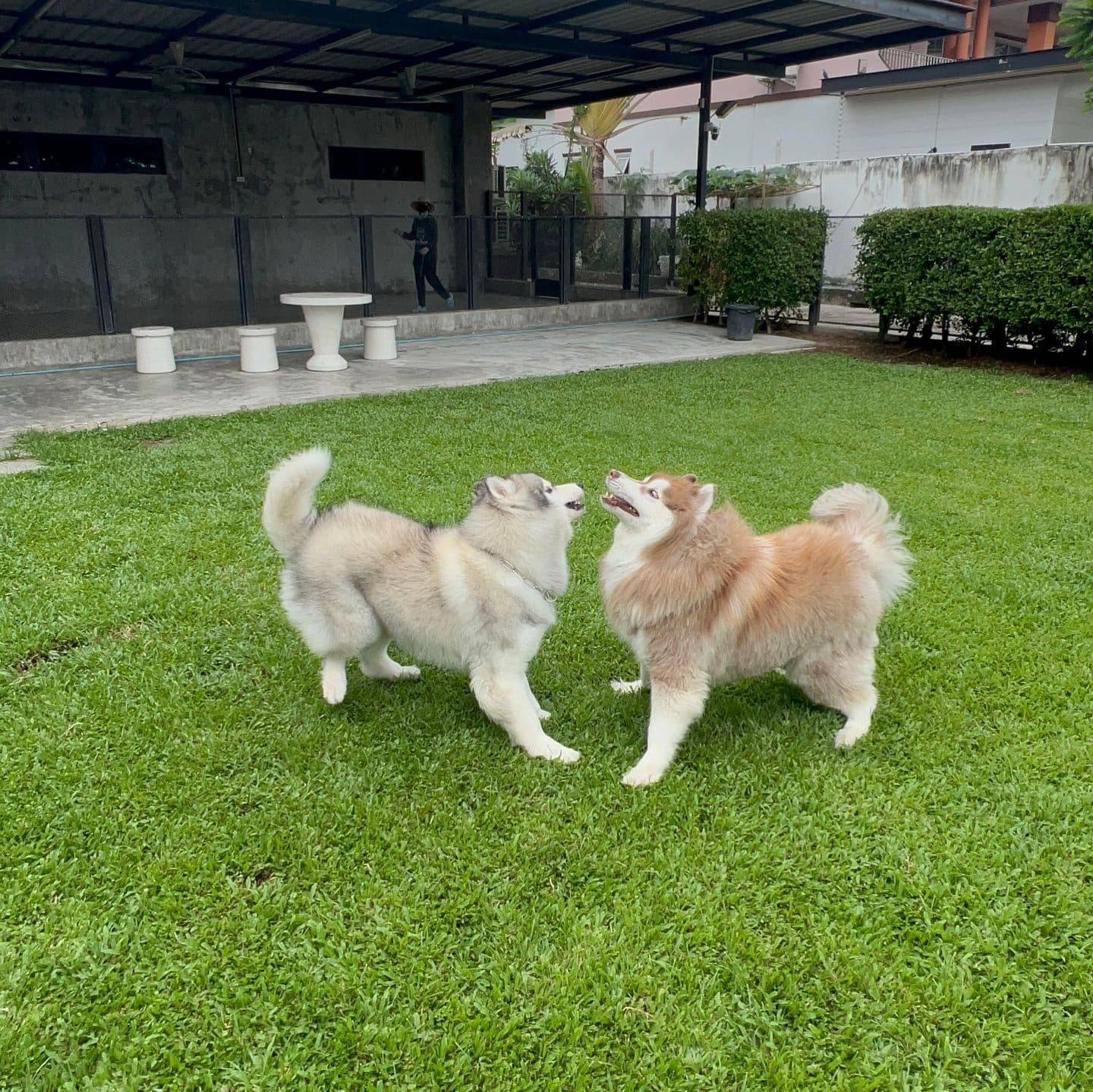Dog Space Bkk gallery 4