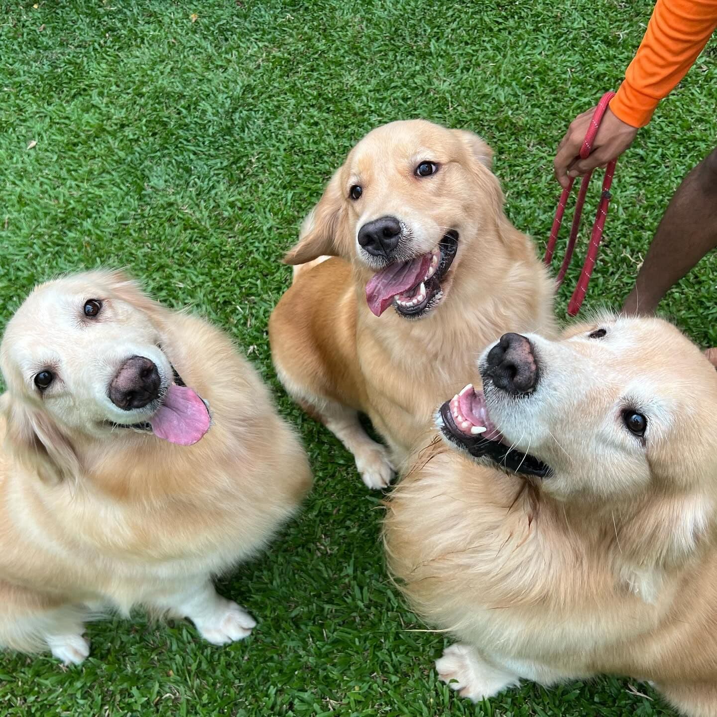 Dog Space Bkk gallery 5