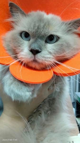สองพี่น้องสัตวแพทย์ image 2
