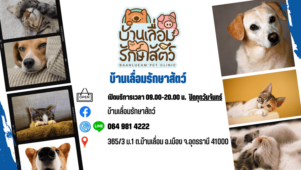 บ้านเลื่อมรักษาสัตว์ image 2