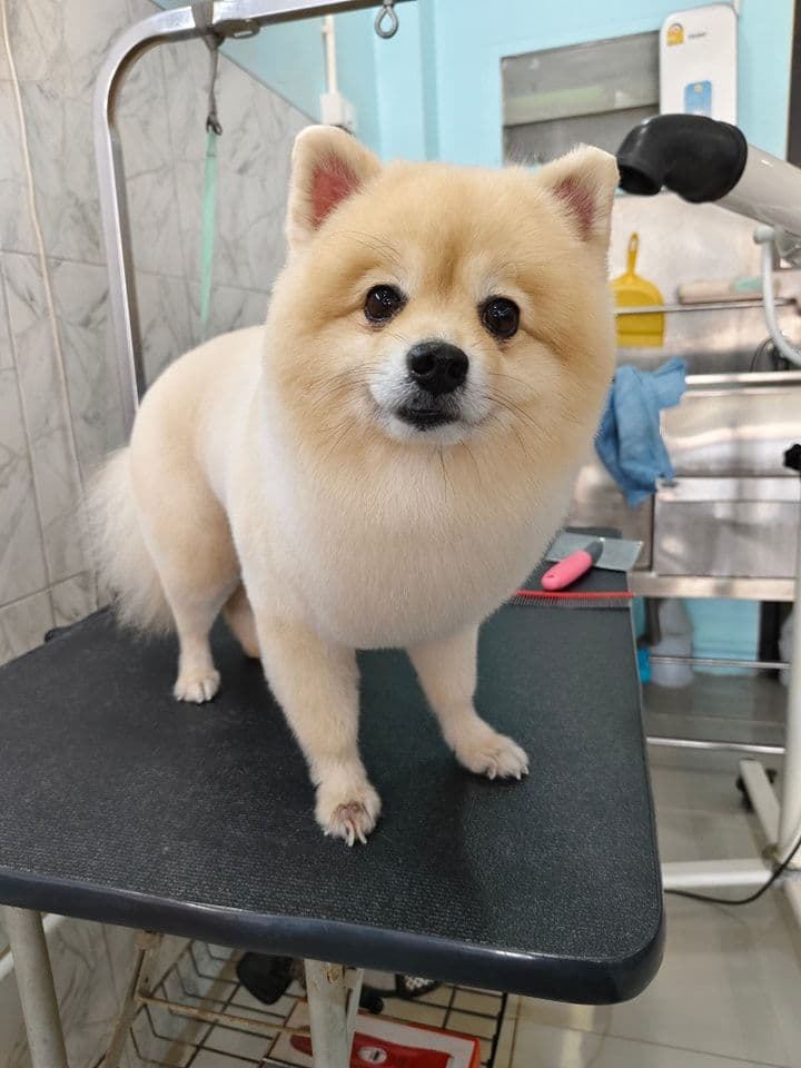 เลิฟลี่ ด็อก