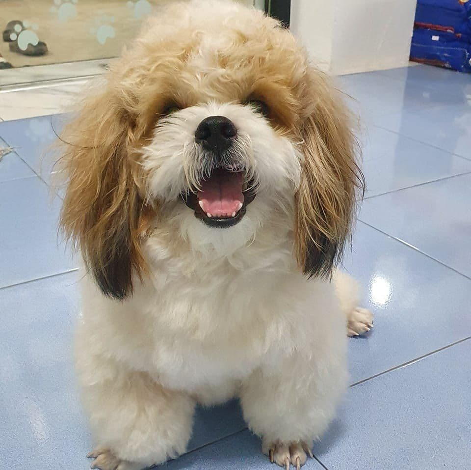 ขนุน อาบน้ำตัดขนสุนัข-แมวพัทยา