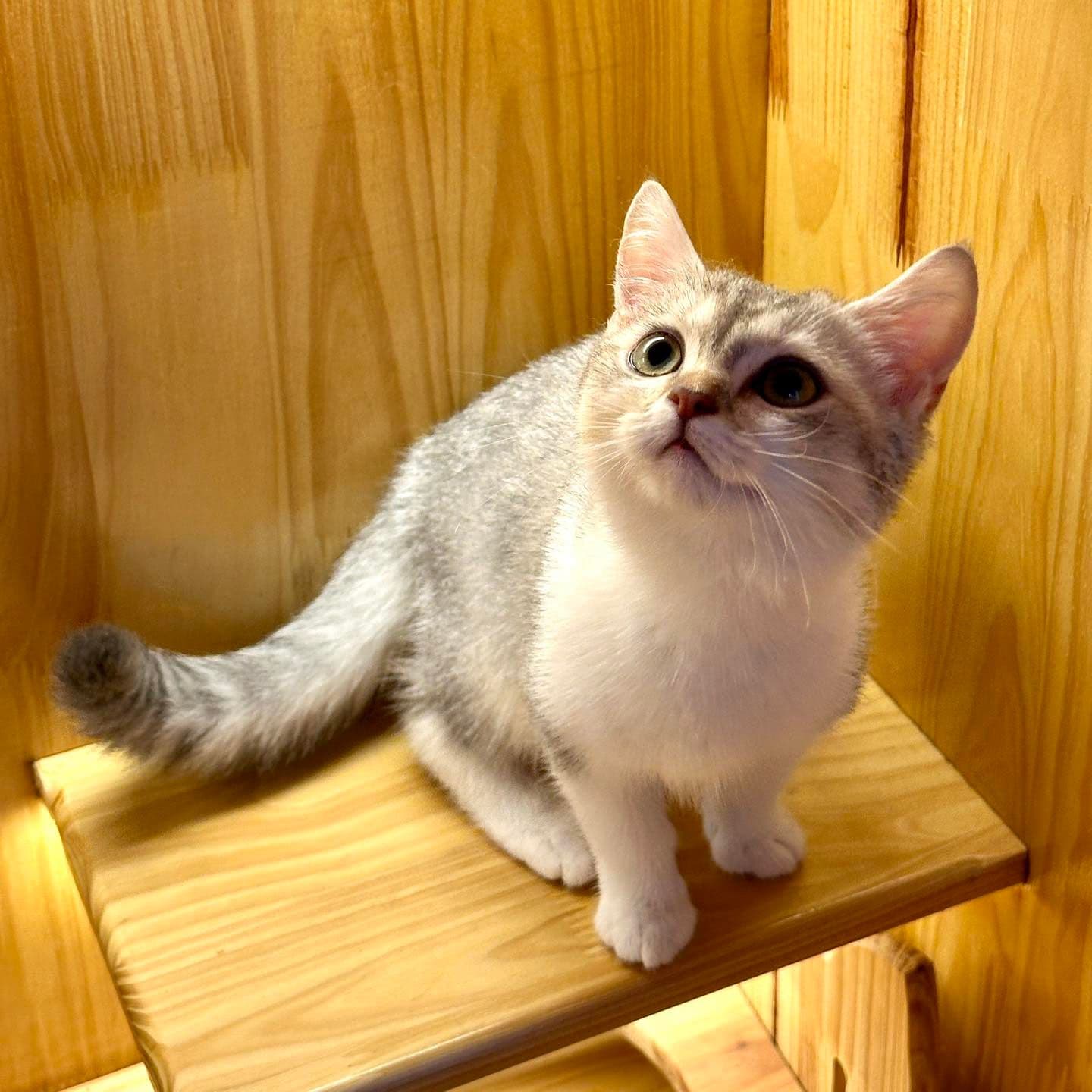 HAPPY TAILS ศรีราชา