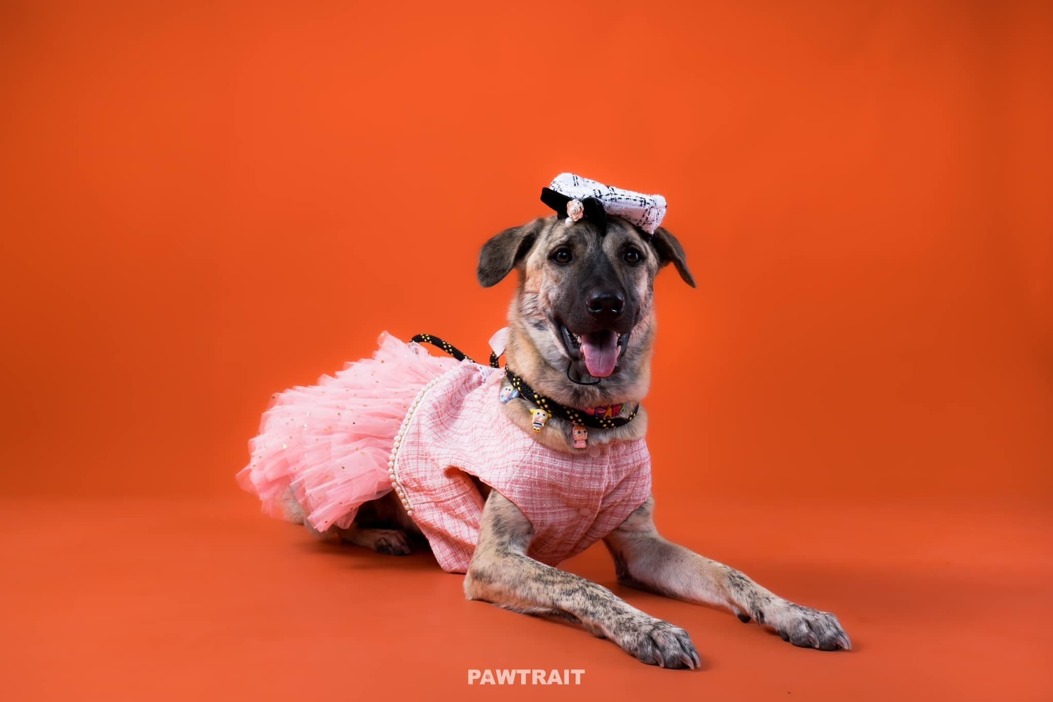 Pawtrait Studio TH สตูดิโอถ่ายภาพสัตว์เลี้ยง