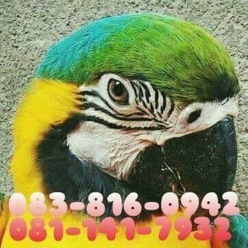 ร้านบ้านนกหัวหิน