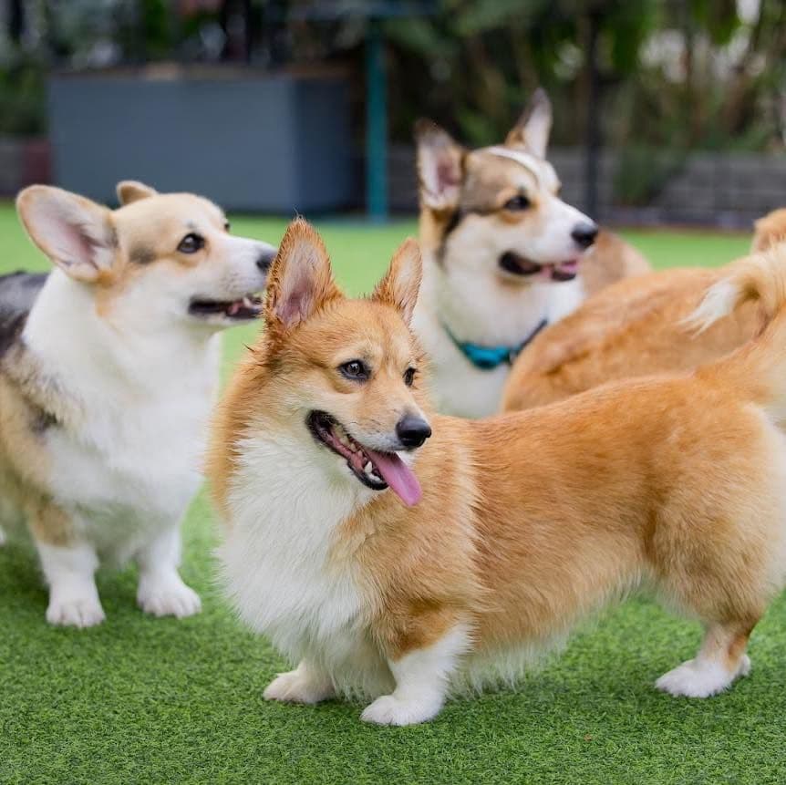 Corg and Koff image 3