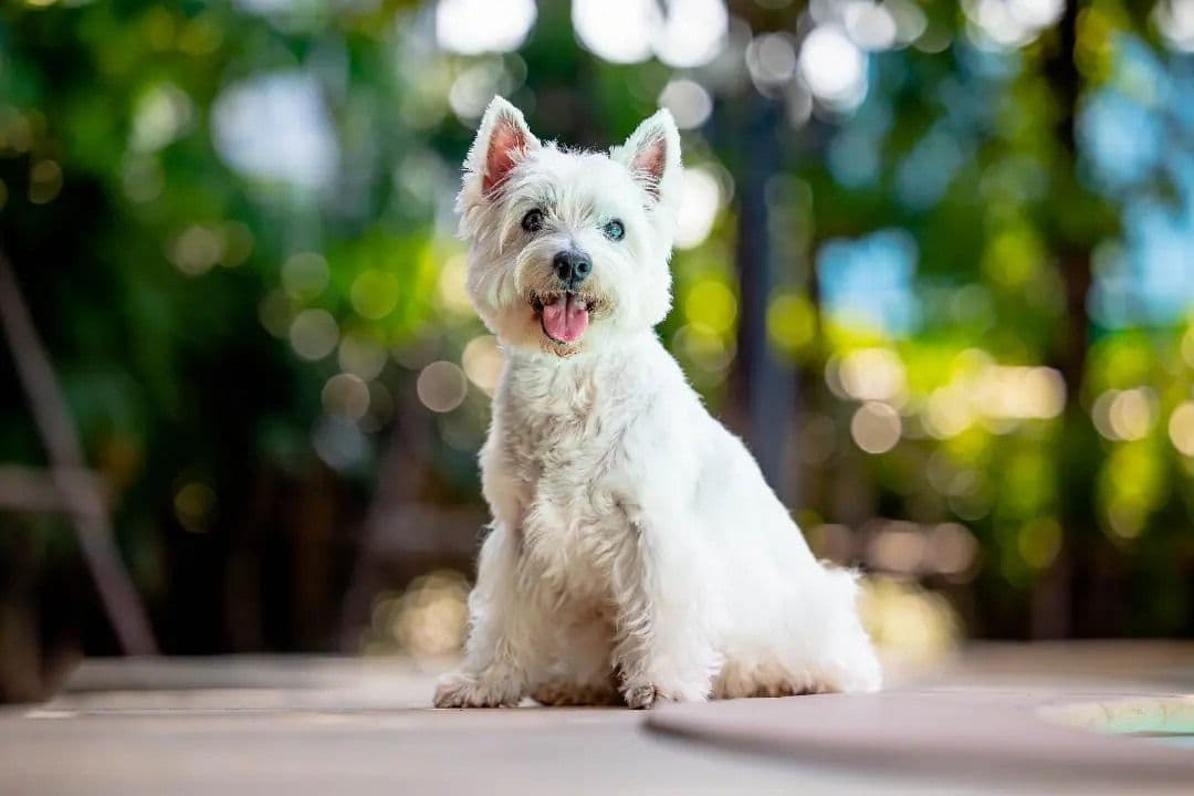 Pet Snap Studio Thailand