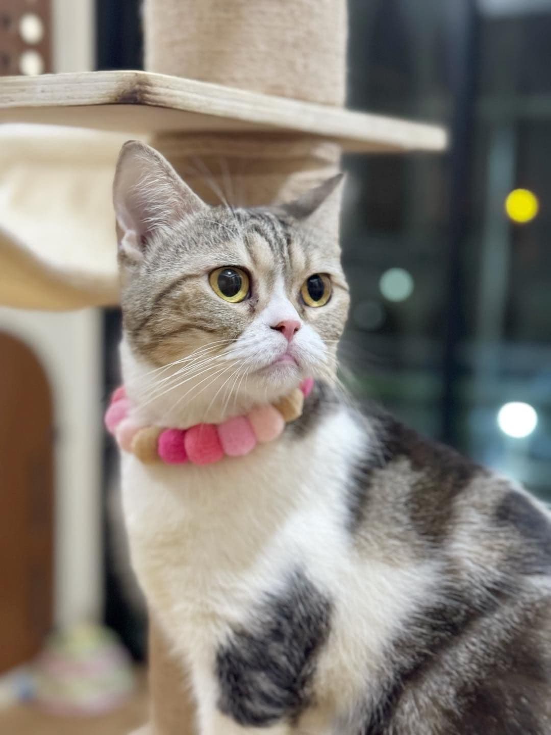 OxygenCat Hotel And Grooming