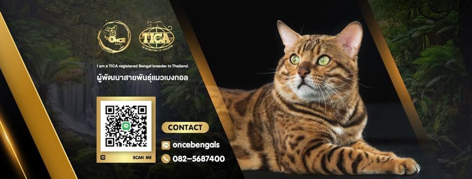 ONCE Bengals image 2