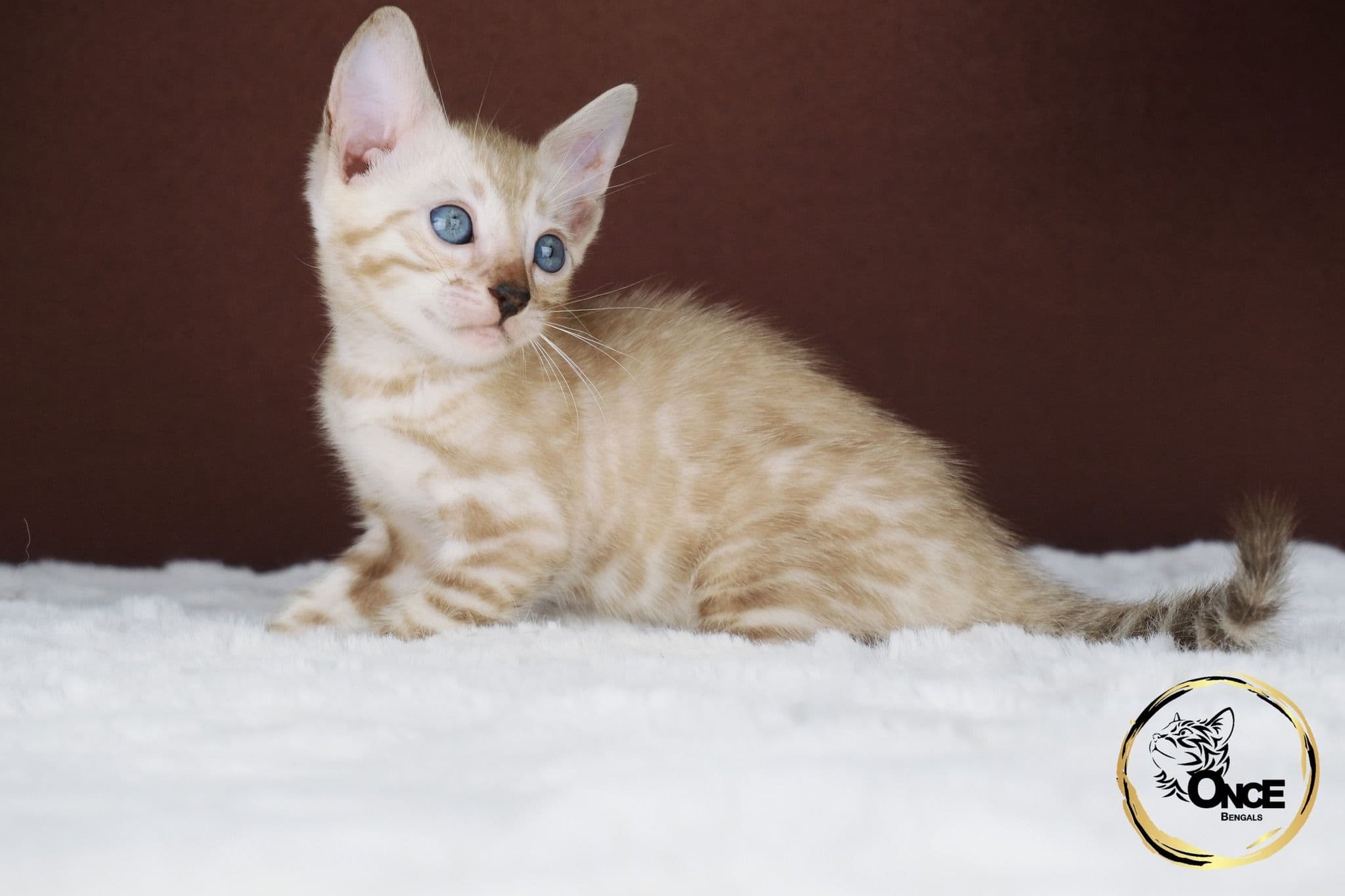 ONCE Bengals image 3
