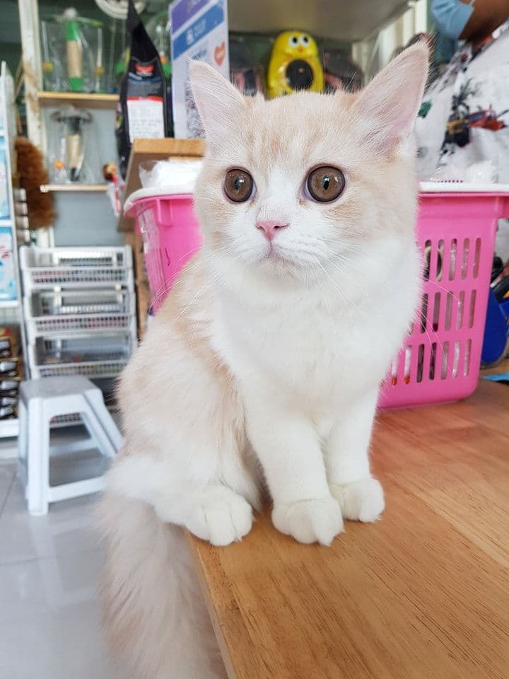 Dog & Cat Pet Shop bangpoo gallery 4