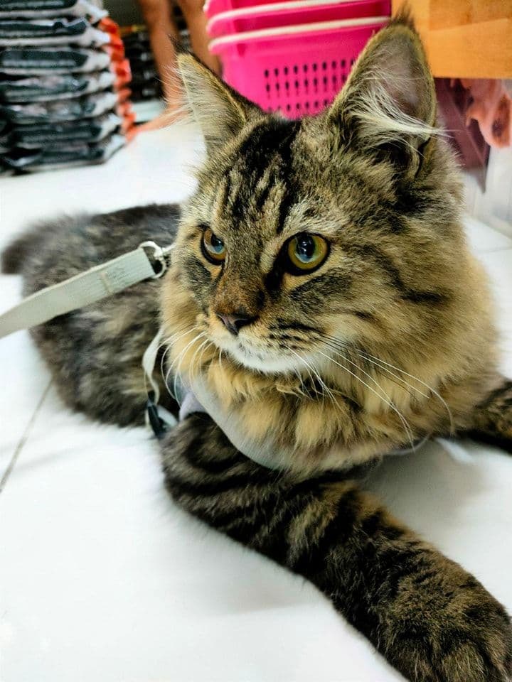 Dog & Cat Pet Shop bangpoo image 2