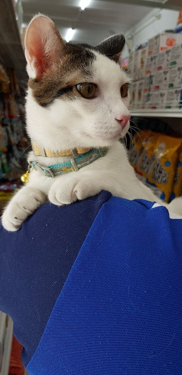 Dog & Cat Pet Shop bangpoo image 3