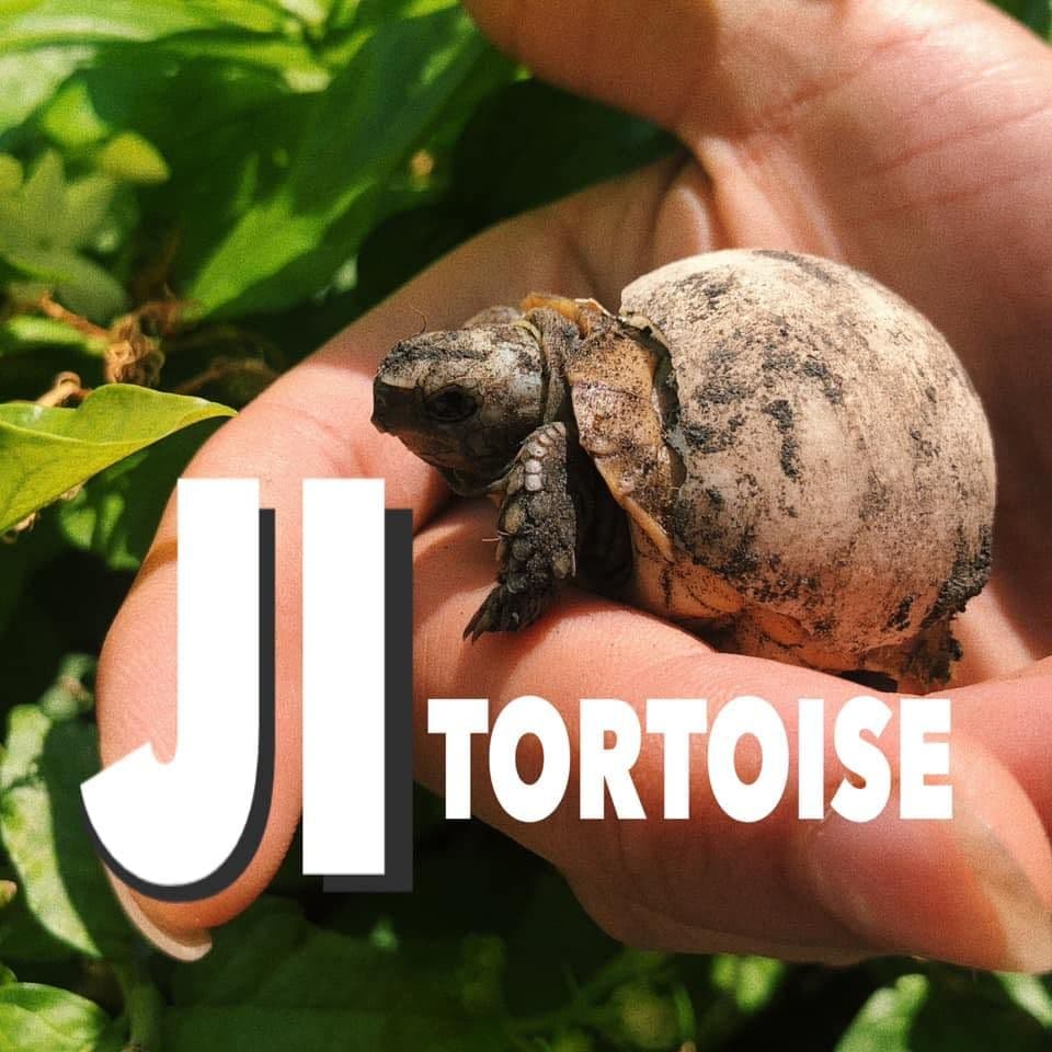Ji tortoise