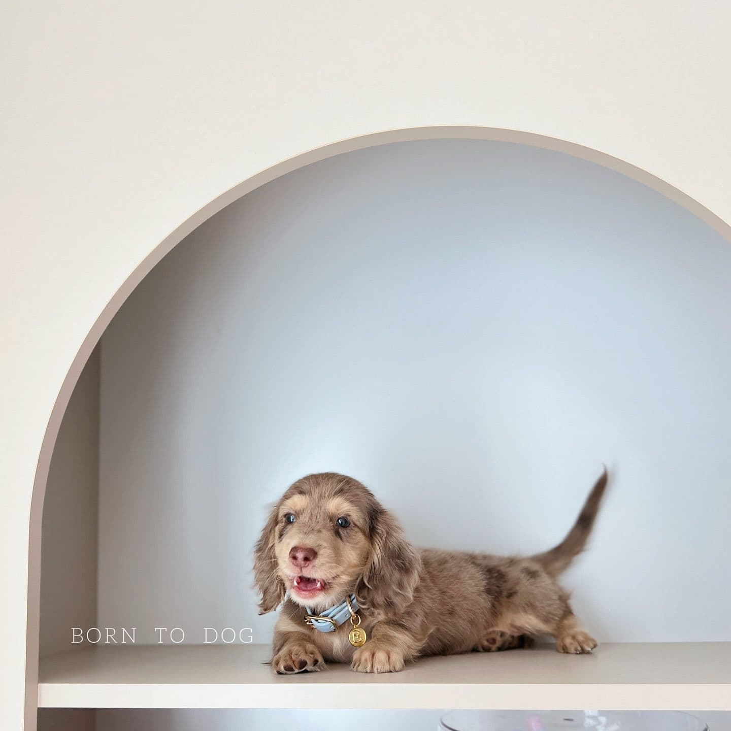 Born to dog image 3
